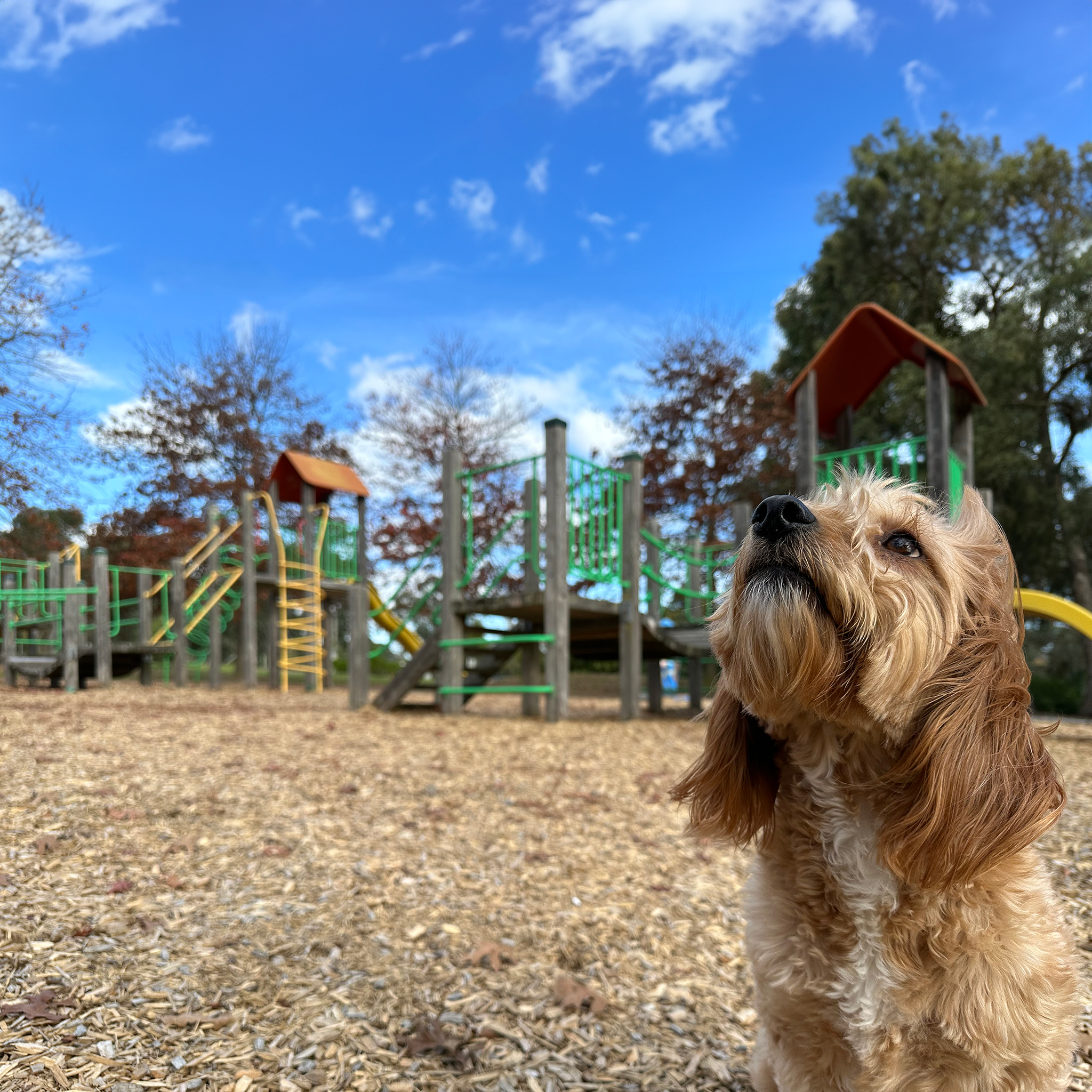 New dog park and playground: FULLY FUNDED Main Image